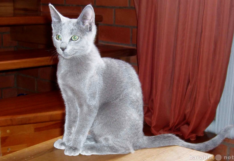 Продам: Продается Русский голубой котенок