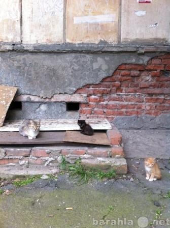 Отдам даром: 2 бездомных котенка