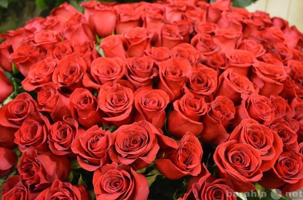 Продам: 301 роза в букете с бесплатной доставкой