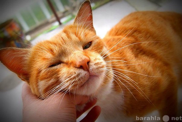 Отдам даром: Ярко-рыжий солнечный котик