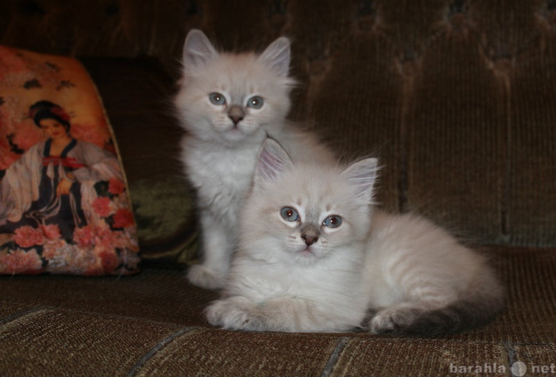 Продам: Сибирские колорные котята