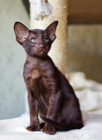 Продам: шоколадный ориентальный котенок