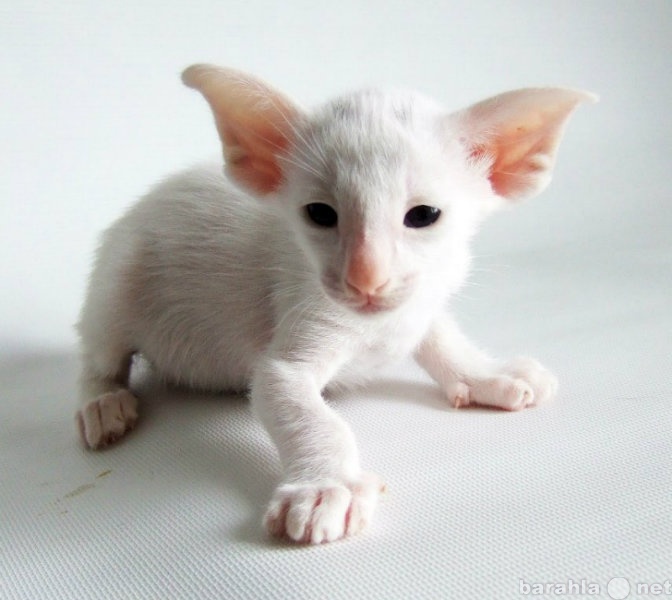 Продам: белый ориентальный котенок