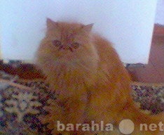 Куплю: персидского котенка