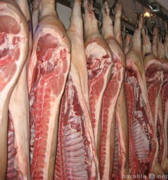 Продам: мясо свинины (доставка)