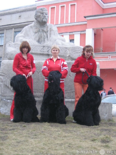 Продам: щенки Русского Чёрного Терьера