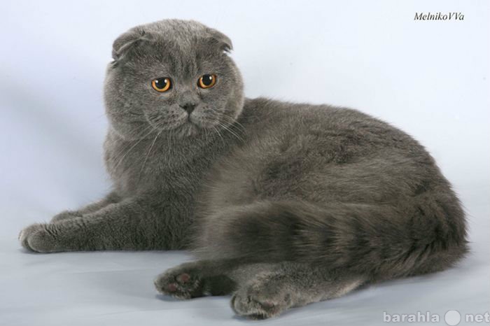 Продам: Шотландский вислоухий кот на вязку