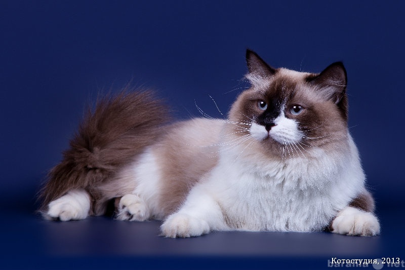 Продам: Породистый сибирский кот ищет подругу