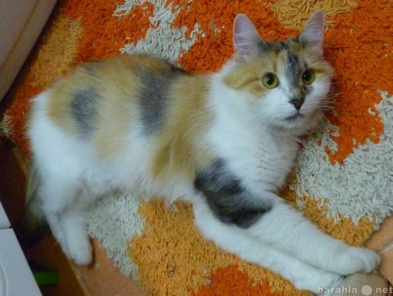 Отдам даром: Трехцветная красавица-кошка