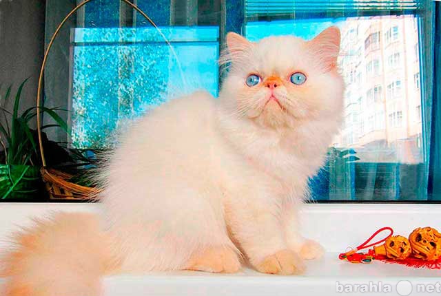Продам: Гималайского голубоглазого котёнка