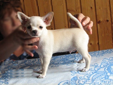Продам: щенок чихуахуа по вашей разумной цене