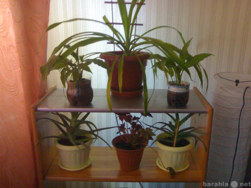 Продам: комнатные растения