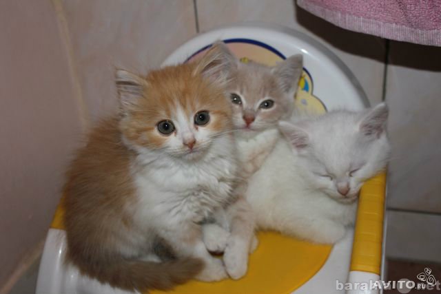 Отдам даром: Котята от персидской кошки