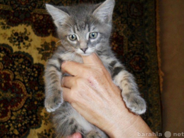 Отдам даром: Серый котёнок в добрые руки