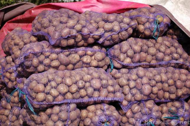Продам: Продам картофель цена 6,25 р/кг