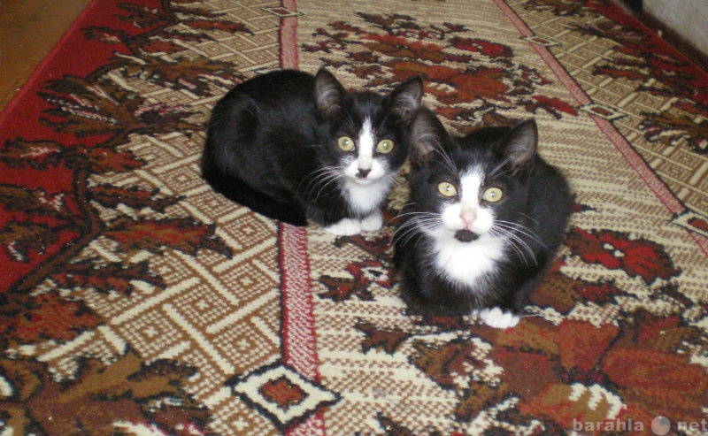 Отдам даром: Дымчатые и чёрно-белые котята