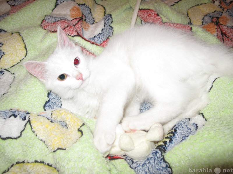 Отдам даром: Белый котенок с разными глазками