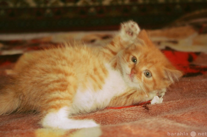 Авито новокузнецк котята. Котятки Новокузнецке. Авито Новокузнецк котята рыжие. Котята в Новокузнецке в хорошие руки.