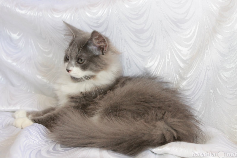 Продам: Породистый сибирский котёнок
