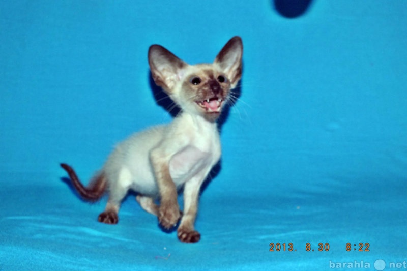 Продам: Продаются Сиамские котята