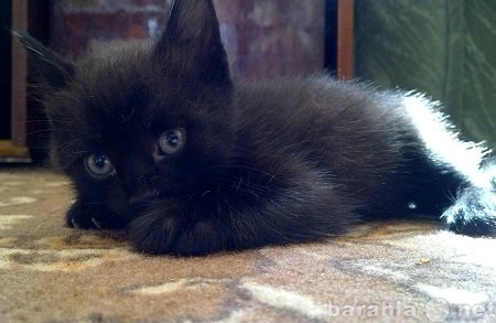Отдам даром: Черная кошка