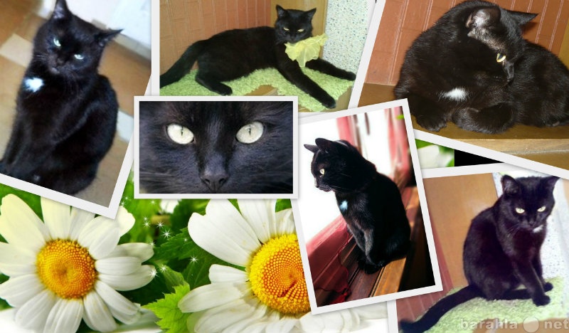 Отдам даром: Муся, Черная кошка-мышеловка в дар!