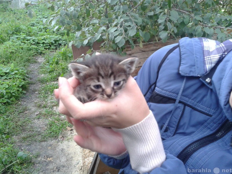 Отдам даром: Пять котят ищут свой дом!