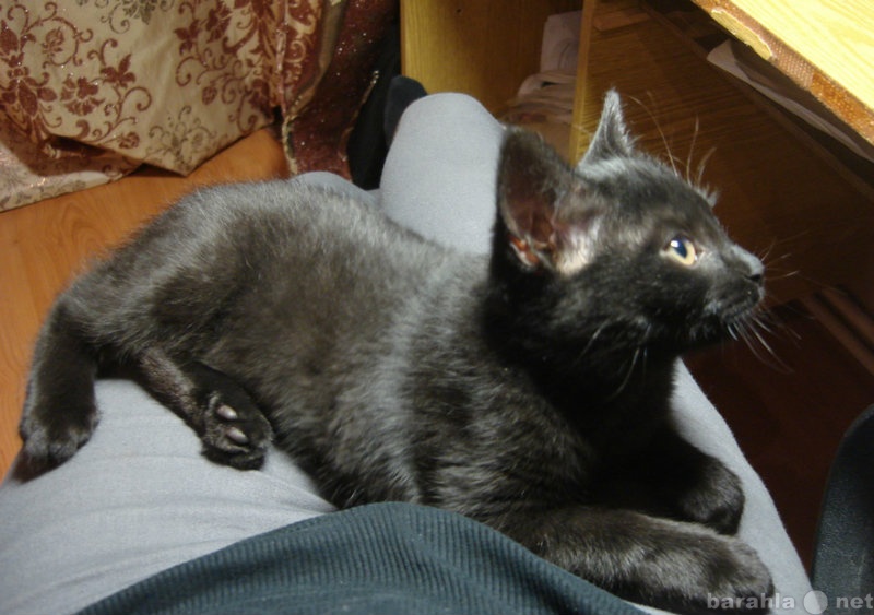 Отдам даром: Черного котенка