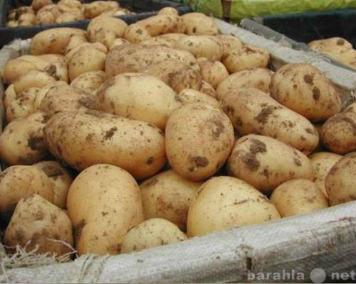 Продам: экологически чистый курский картофель