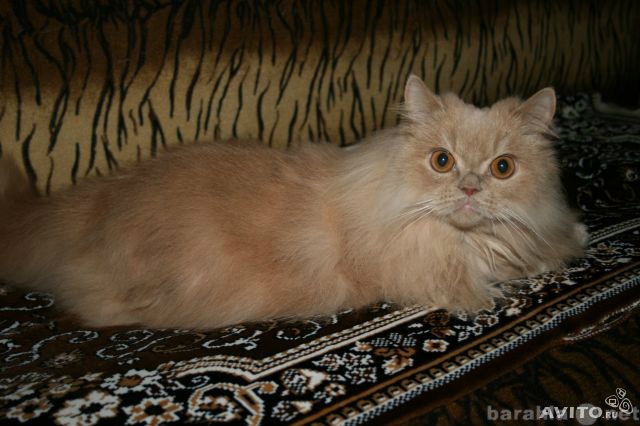 Продам: Персидский кот ищет ответственных хозяев