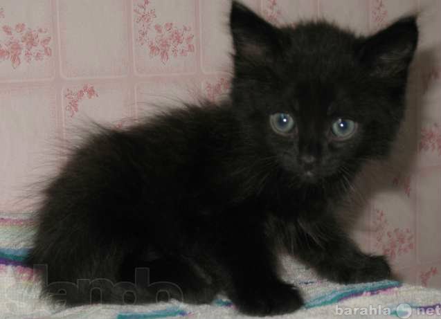Отдам даром: Сибирские котята. Черного окраса.