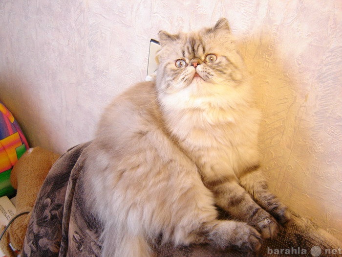 Продам: Персидская кошка. Трехцветная.