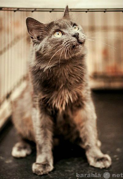 Отдам даром: Кошка Лира, стерилизованная
