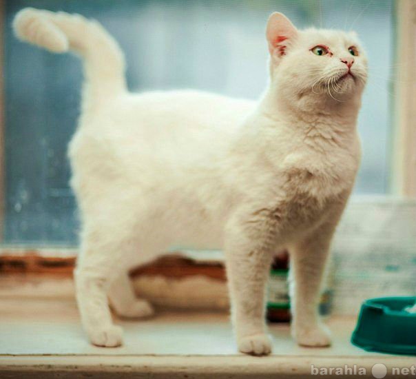 Отдам даром: Белая кошка Бочка, 2 года, стерилизов.