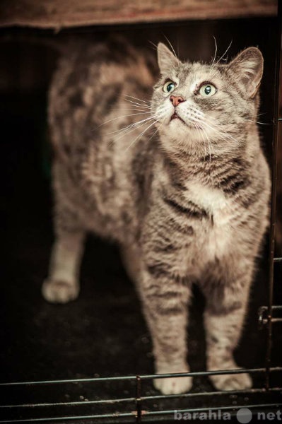 Отдам даром: Балалайка - крупная кошка компаньон