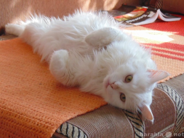 Продам: Белый и пушистый кот