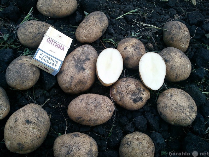 Продам: Картошка от 5,5 руб/кг оптом.