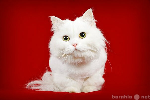 Отдам даром: шикарная персидская кошка в хорошие руки