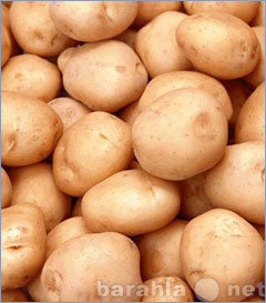 Продам: Картофель нового урожая