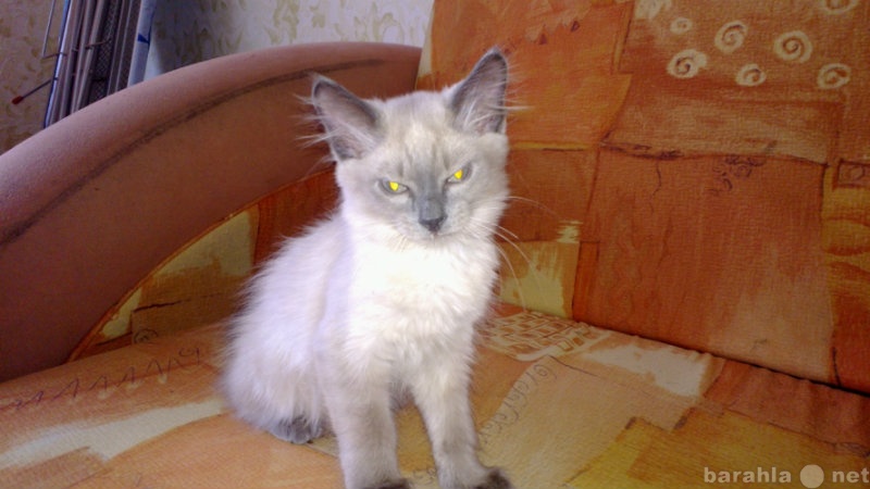 Отдам даром: Сиамский котенок-девочка