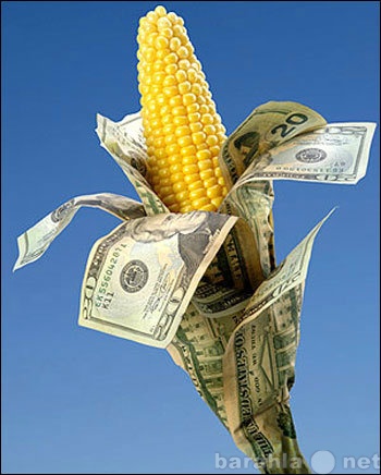 Продам: Продам кукурузу