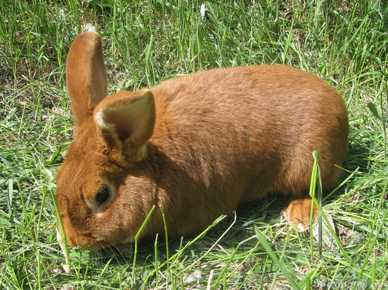 Продам: кроликов породы Новозеландская красная