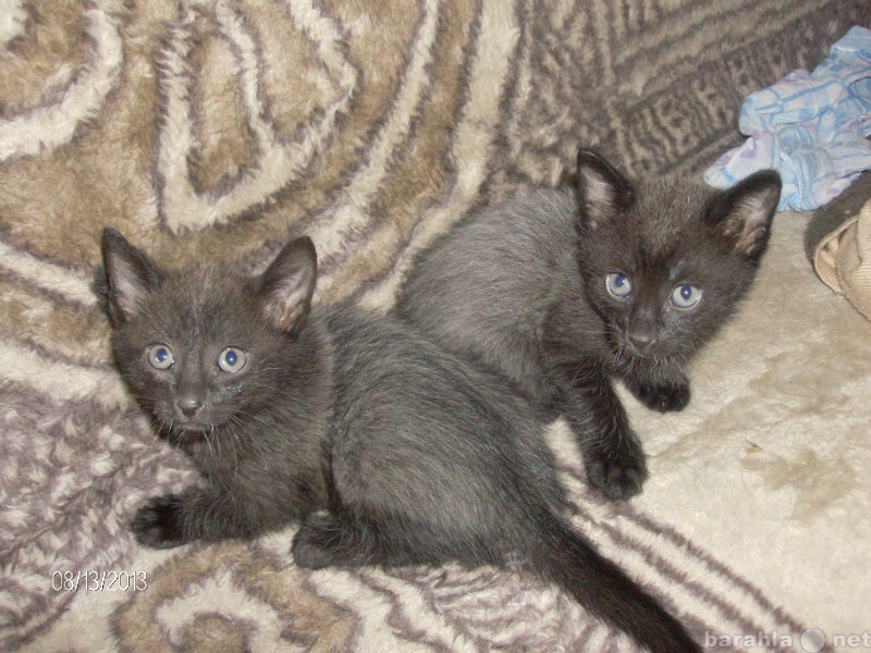 Отдам даром: 2 черных котенка