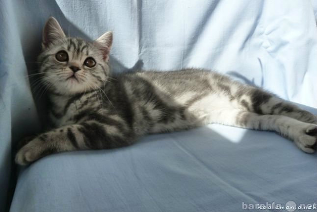 Куплю: котенка мраморного шотландца.