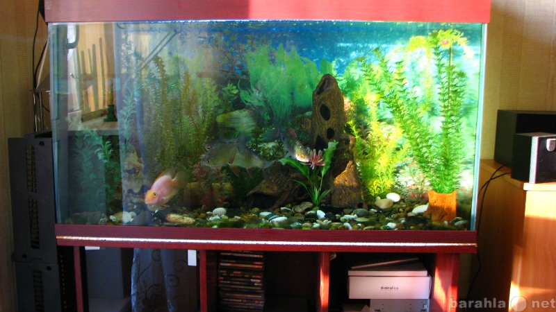 Продам: аквариумные рыбки + аквариум 240 литров
