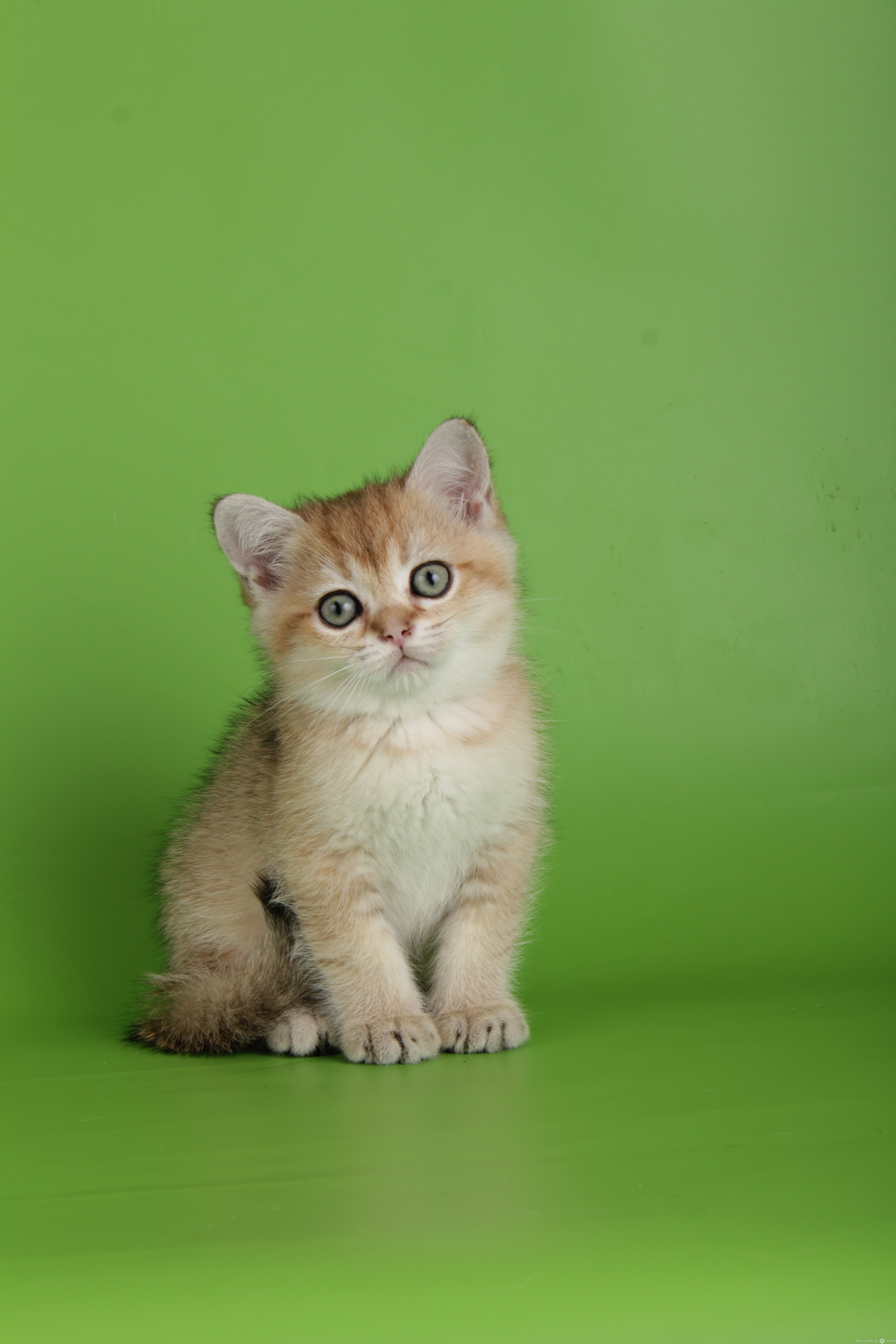 Продам: Британские котята редких окрасов