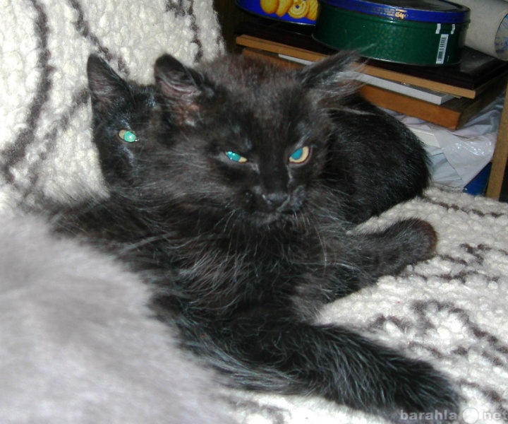 Продам: Сибирский котенок окраса "черный ды