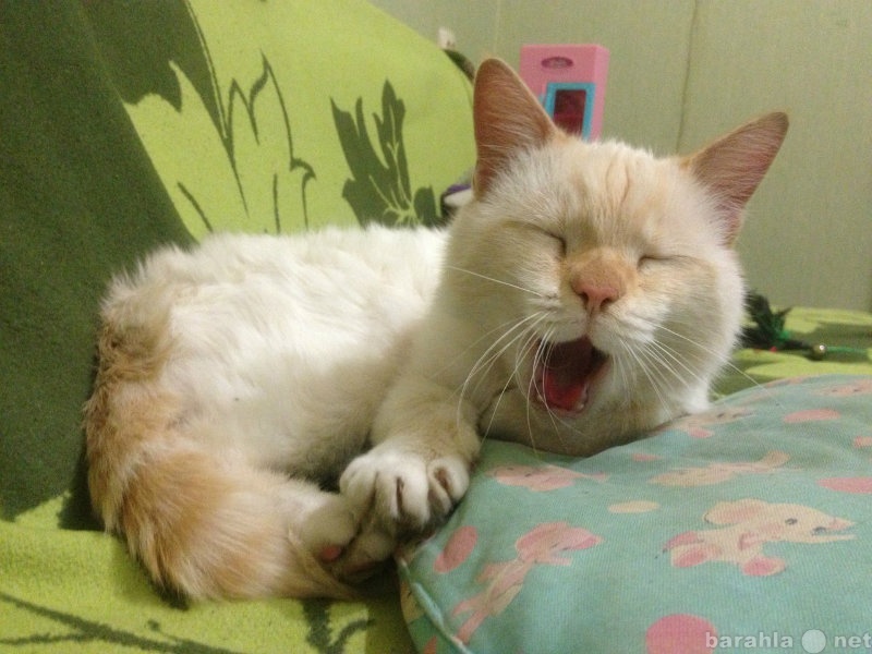 Отдам даром: Нереальной красоты тайский кот