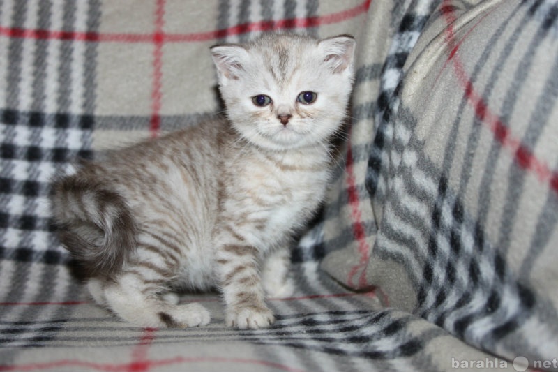Продам: британские котята, кошечка серебристо-шо