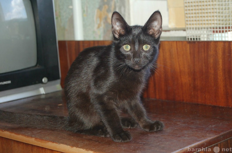 Отдам даром: Черный котенок в поиске дома.